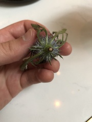 Eryngium