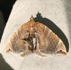 Eulithis molliculata