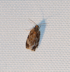 Phaecasiophora confixana
