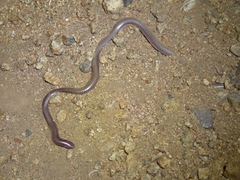 Rena humilis humilis