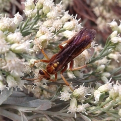 Poecilopompilus algidus