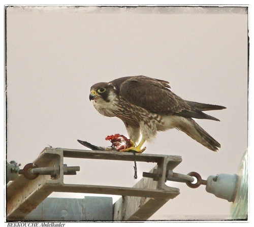 Peregrine Falcon