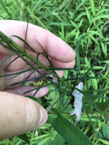 Liatris spicata