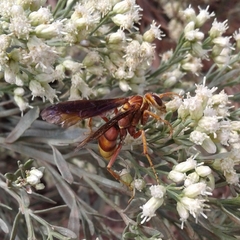 Poecilopompilus algidus
