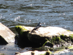 Tachycineta albiventer