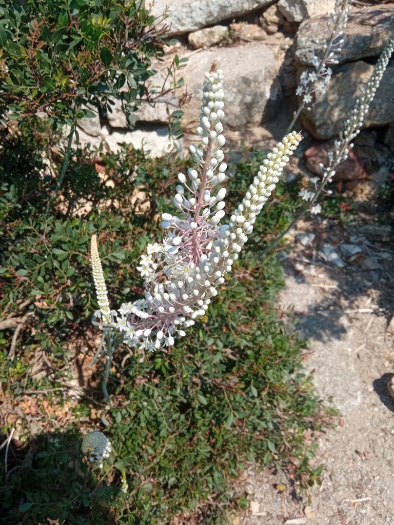 Drimia pancration