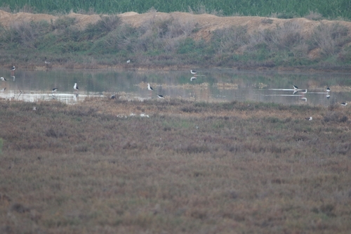 Black-winged Stilt