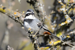 Microspingus torquatus