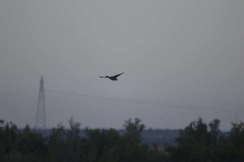 Mallard