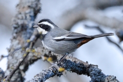Microspingus torquatus