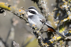 Microspingus torquatus