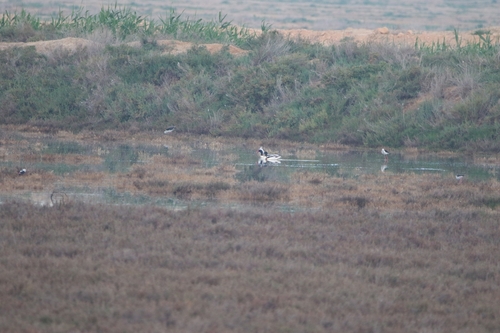 Common Shelduck
