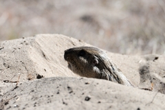 Ctenomys