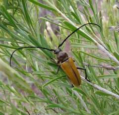 Crossidius suturalis