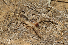 Galeodes araneoides