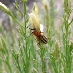 Pyrota bilineata