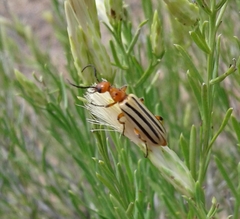 Pyrota bilineata