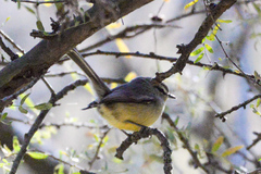 Stigmatura budytoides