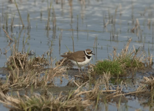 Chorlitejo chico (Charadrius dubius)