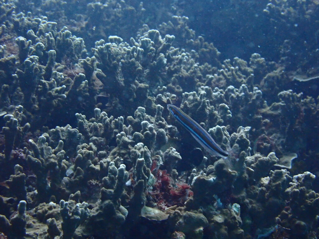 Bluestriped blenny