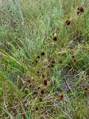 Rhynchospora cephalantha