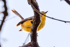 Stigmatura budytoides