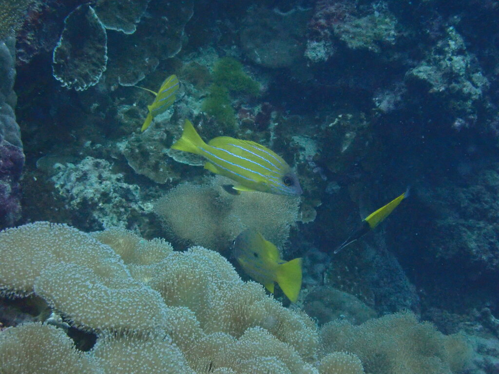 Five-lined Snapper