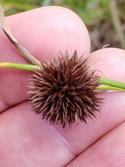 Rhynchospora cephalantha