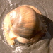 Lewis' Moon Snail - Photo (c) Jerry Kirkhart, some rights reserved (CC BY)