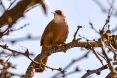 Tarphonomus certhioides