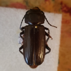 Mallodon dasystomus