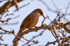 Tarphonomus certhioides