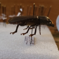 Mallodon dasystomus