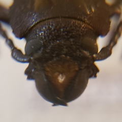 Mallodon dasystomus