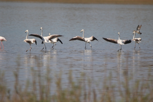 Greater Flamingo