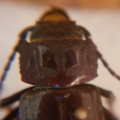 Mallodon dasystomus
