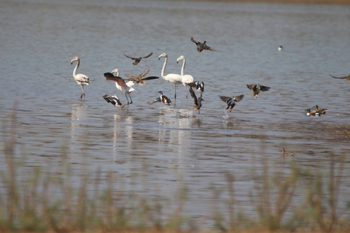 Northern Shoveler