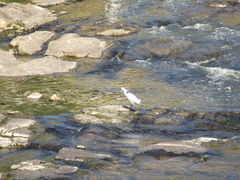 Egretta thula