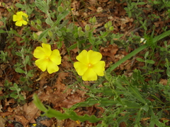Cistus