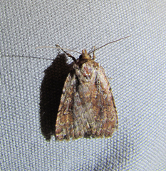 Eueretagrotis attentus