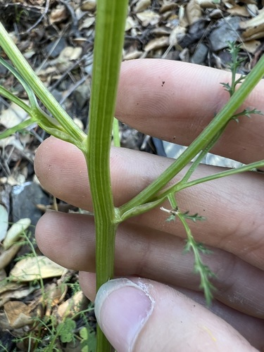 Image of Sanicula tuberosa by no rights reserved