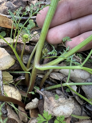 Image of Sanicula tuberosa by no rights reserved