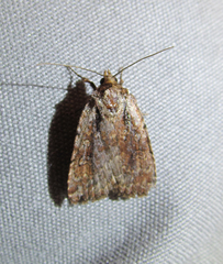 Eueretagrotis attentus