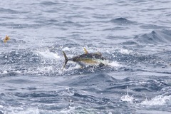 Thunnus albacares