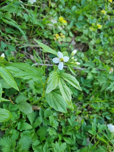 Image of Cardamine waldsteinii by no rights reserved