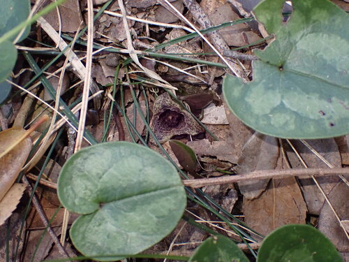 Asarum fauriei observed 2024-04-07