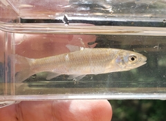 Hybognathus nuchalis