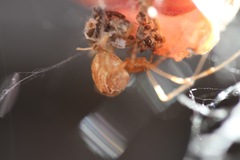 Tidarren sisyphoides