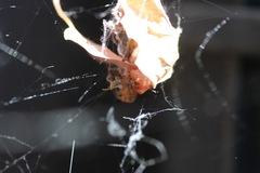 Tidarren sisyphoides