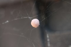 Tidarren sisyphoides